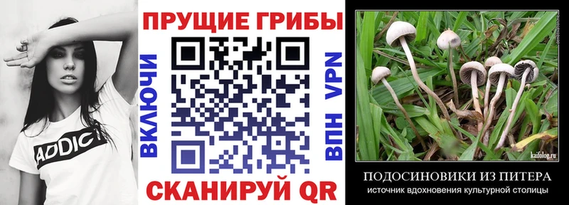 Галлюциногенные грибы Cubensis  Купить закладки  Сорочинск 